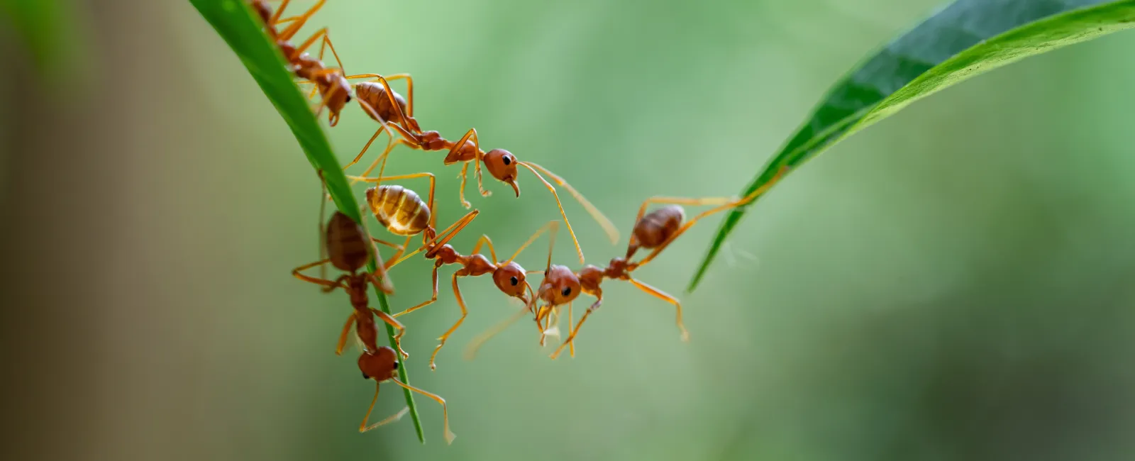 Close-up of red ants forming a living bridge between green leaves on a blurred natural background