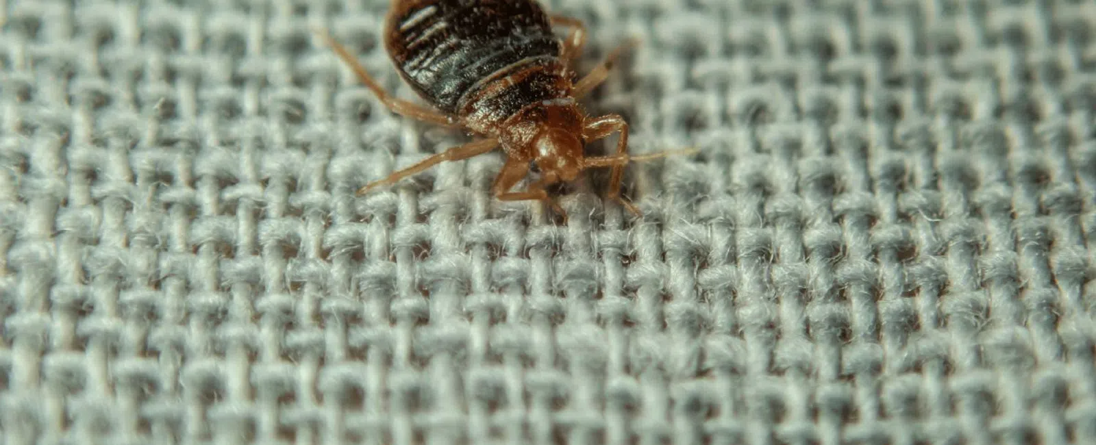 Close-up of a bed bug on textured gray fabric showing its oval, brown segmented body and legs.