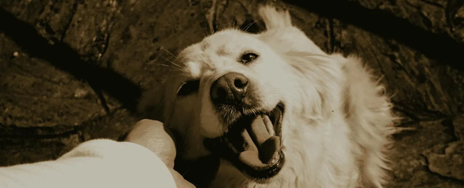 Happy white dog smiling while being petted by a person outdoors on stone pavement in warm sunlight.