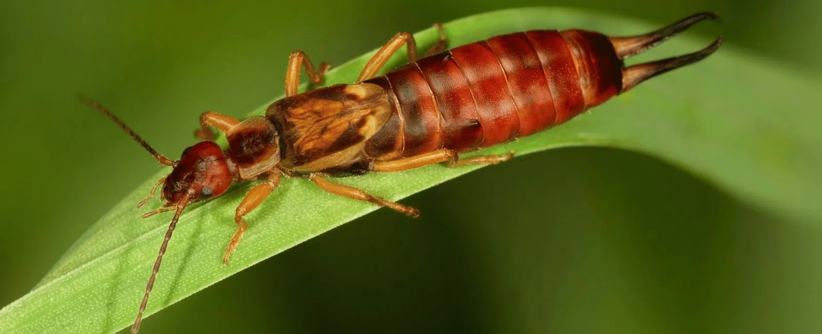 Close-up of a reddish-brown earwig on a green leaf with detailed body segments and antennae visible.