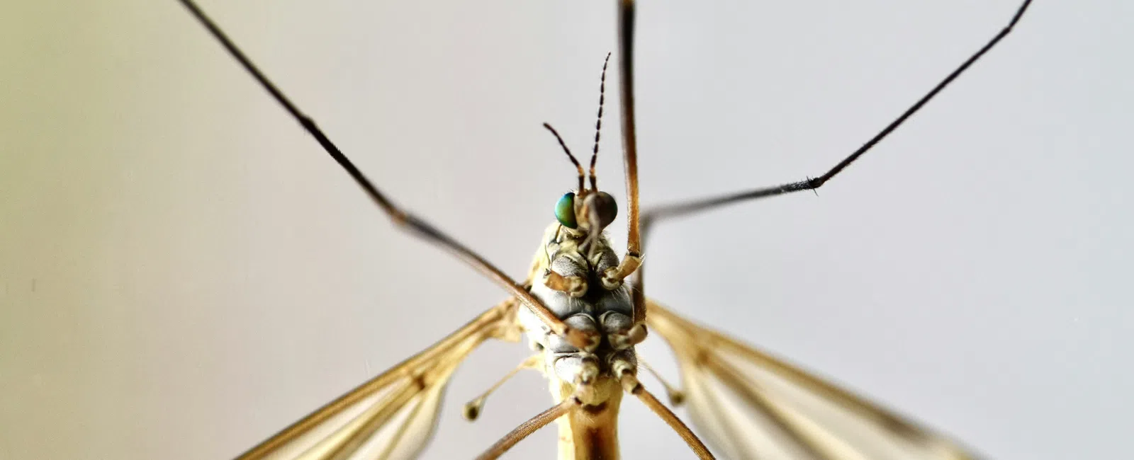 Close-up macro image of a crane fly showing long legs, translucent wings, and detailed head features.