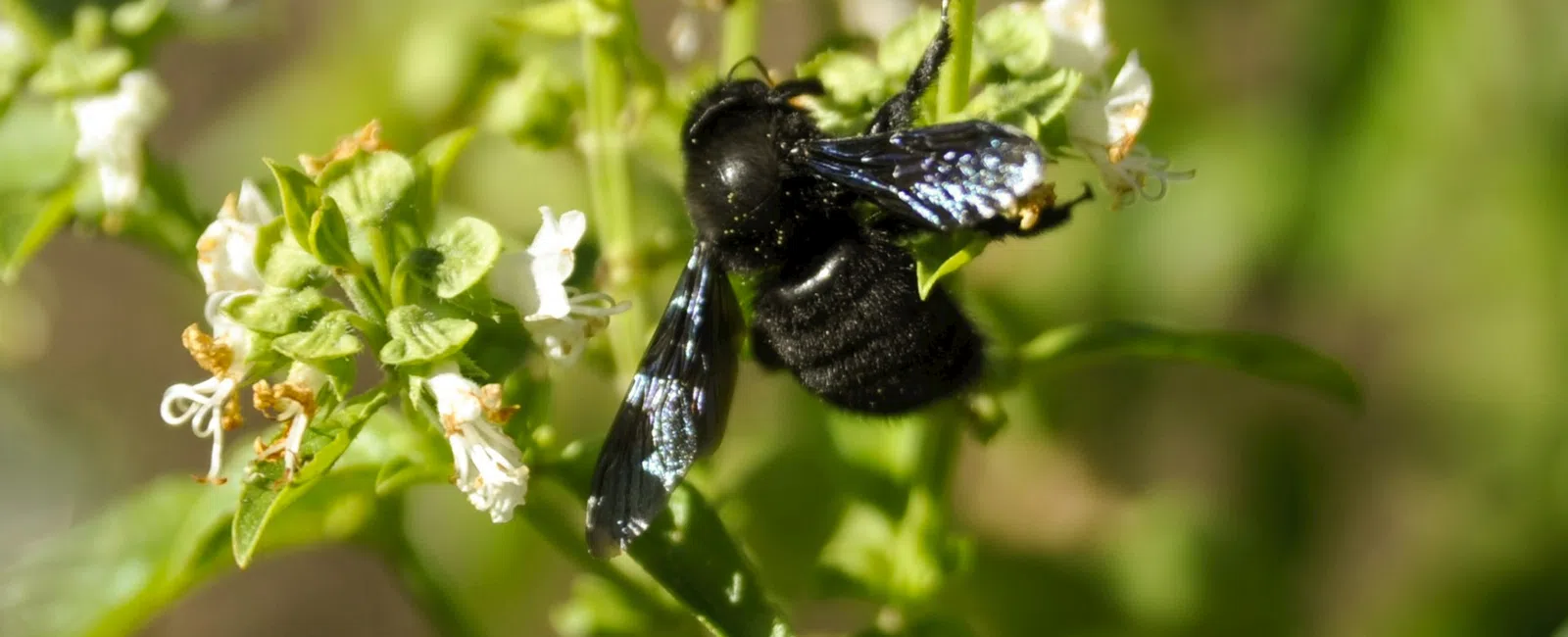 Black bee with iridescent wings pollinating white flowers on green basil plant leaves outdoors.