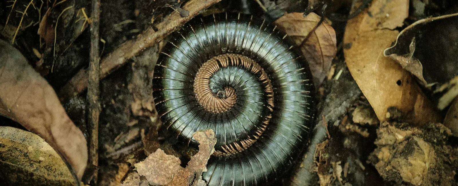 Curled millipede resting on dry leaves and forest floor debris with visible segmented body and legs.