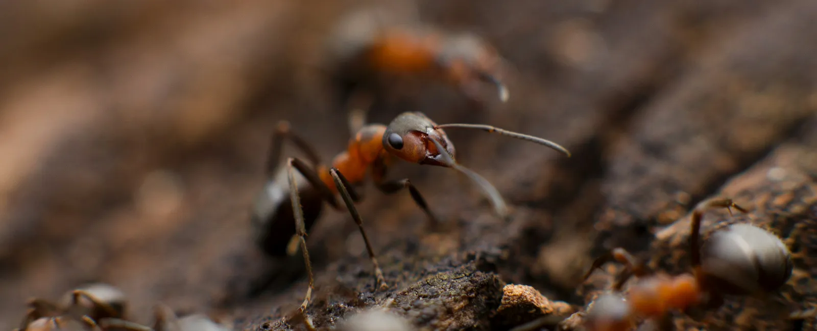 Close-up of a red and black ant walking on rough brown soil with blurred ants in the background.