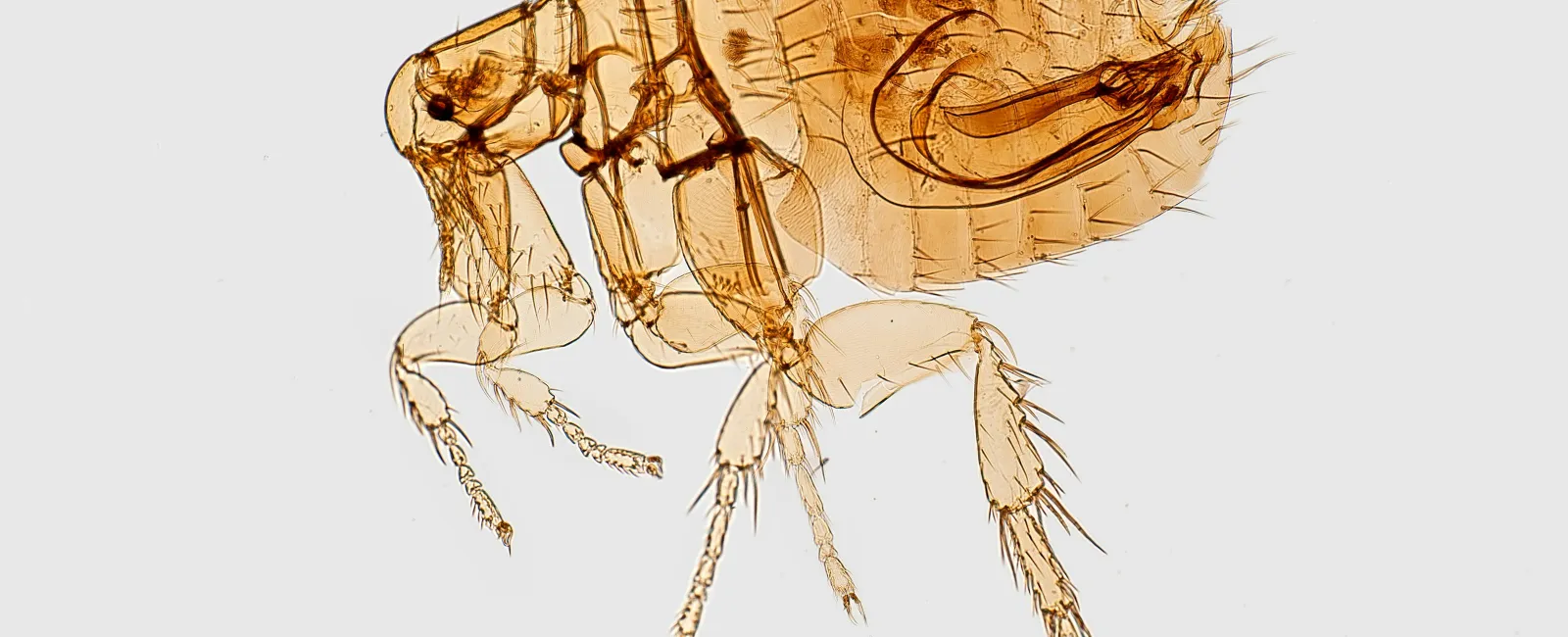Close-up transparent microscopic view of a flea showing detailed body segments and legs on white background.