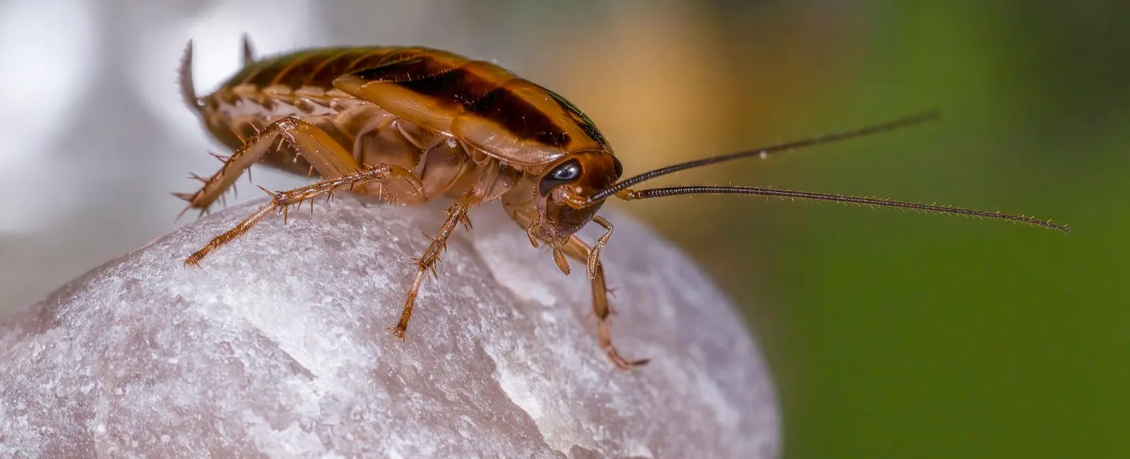 Close-up of a brown cockroach perched on a white textured surface with a blurred green background