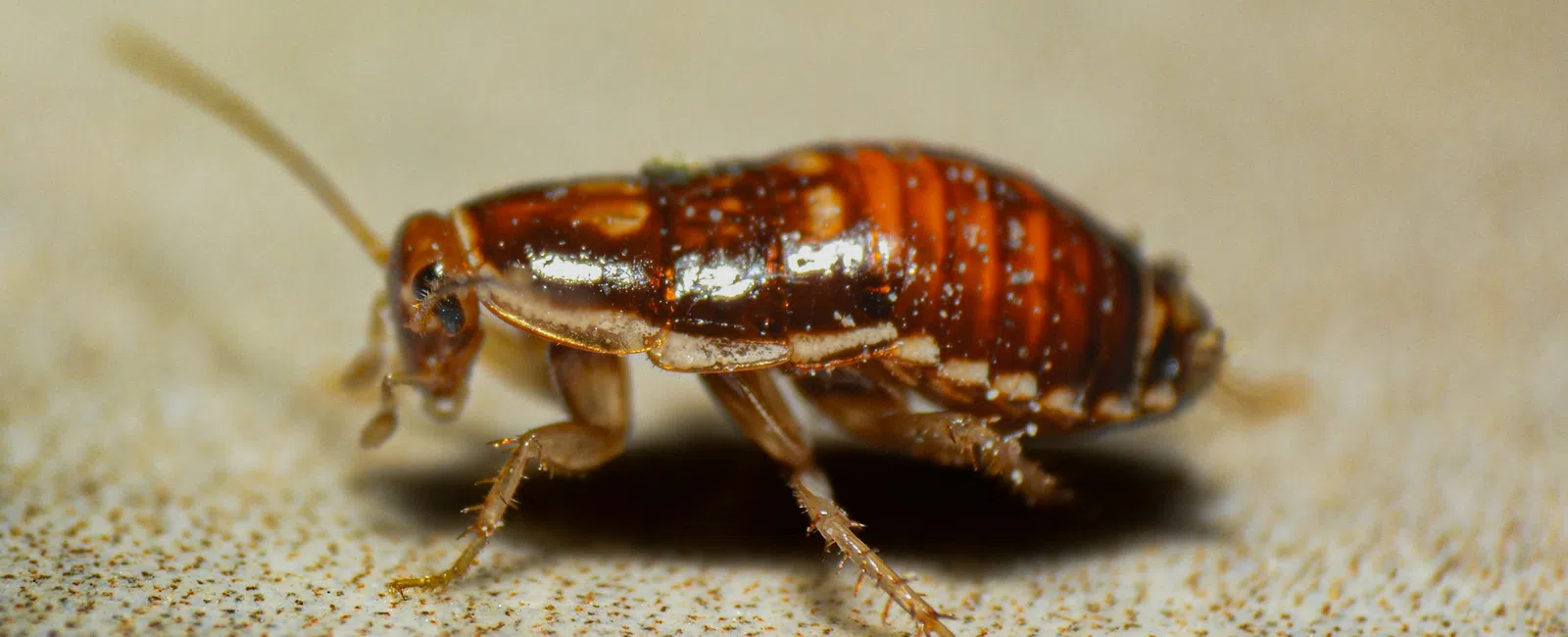 Close-up of a small brown insect with segmented body and antennae on a textured surface