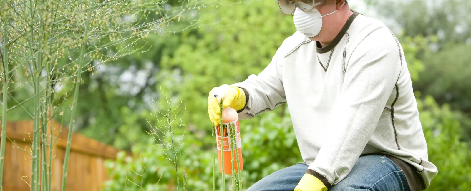 Man wearing mask and gloves spraying pesticide on garden plants with spray bottle on a sunny day.