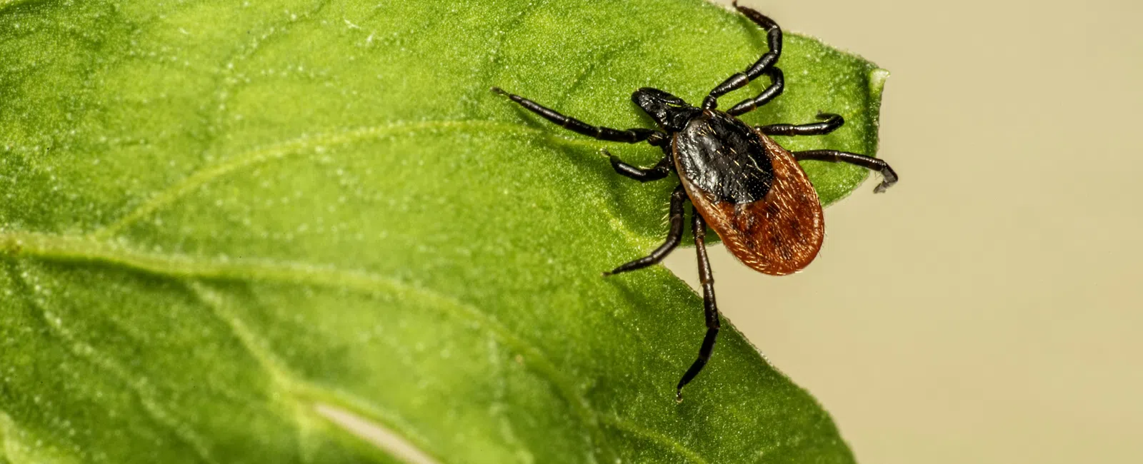 Close-up of a black and red tick on a bright green leaf against a beige background