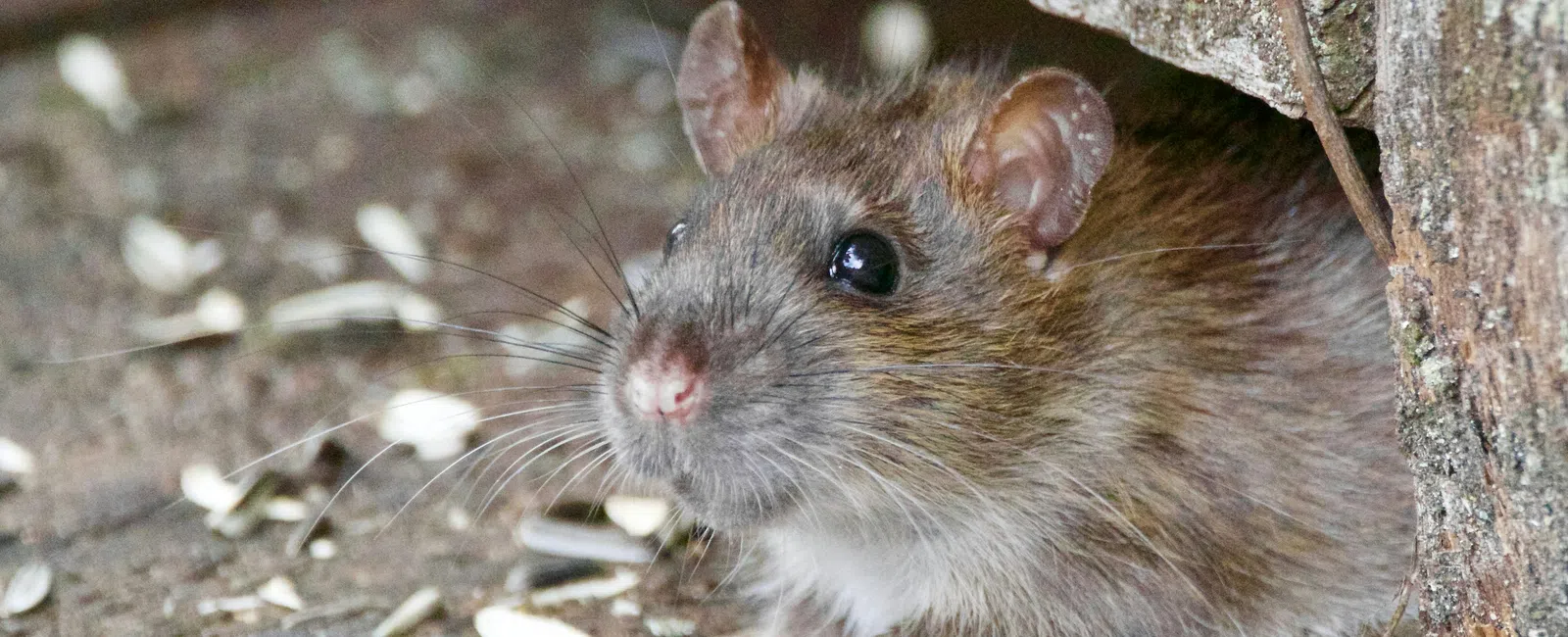Close-up of a brown rat peeking from under a wooden structure with sunflower seed shells scattered nearby