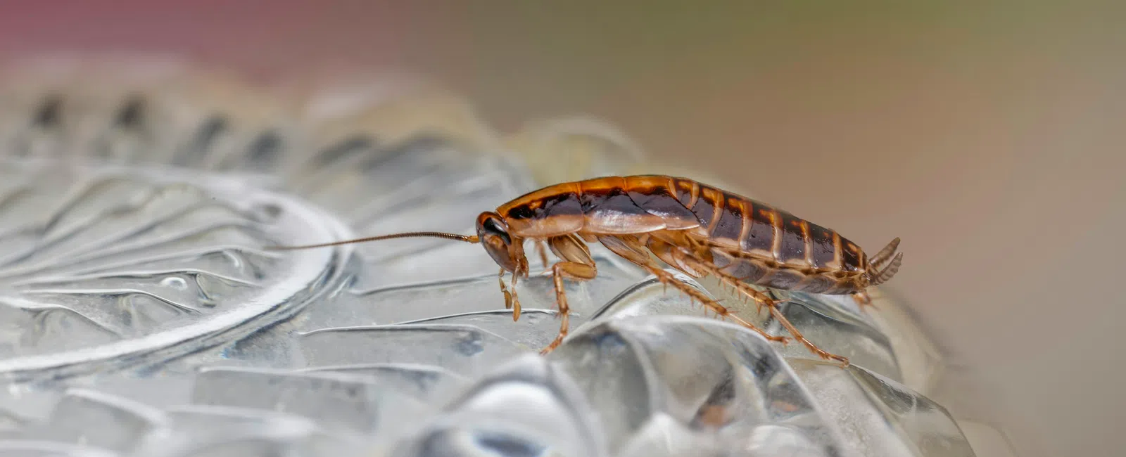 Close-up of a brown cockroach walking on a textured glass surface with a blurred background.