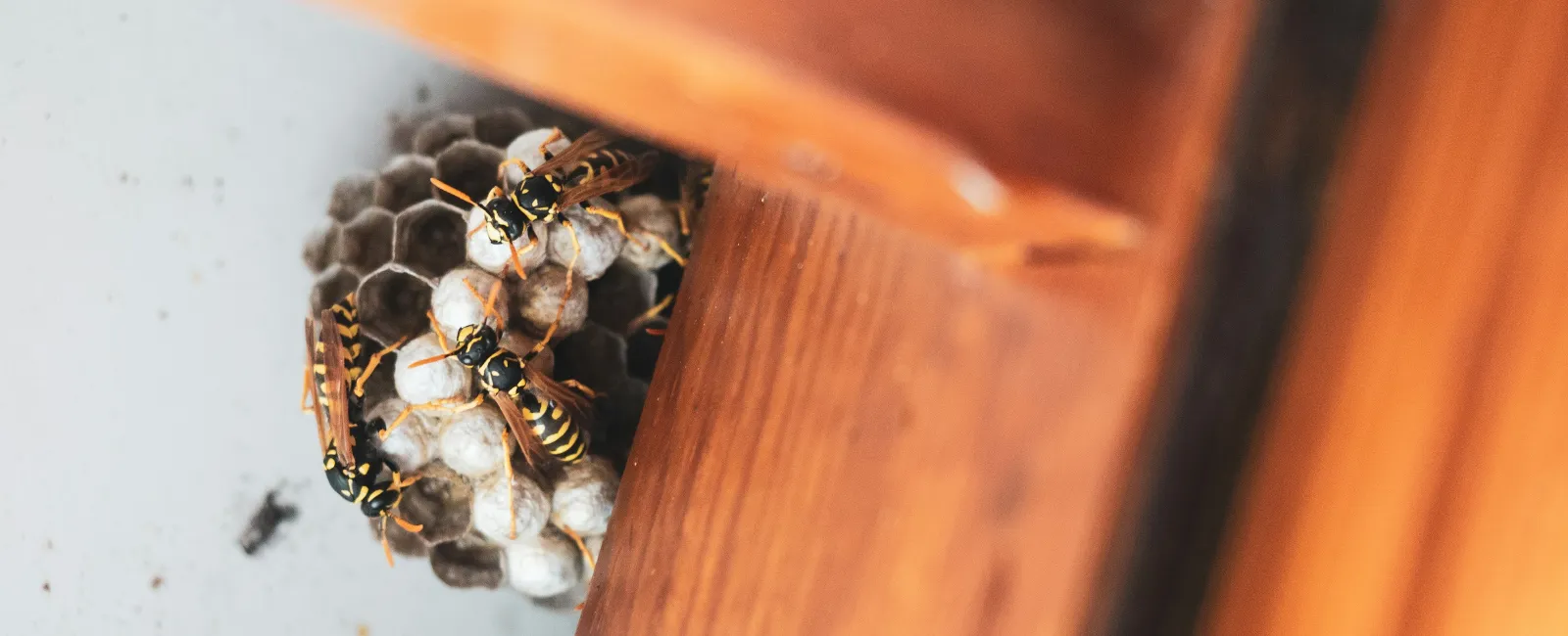 Close-up of wasps building a nest with hexagonal cells inside a wooden structure corner.