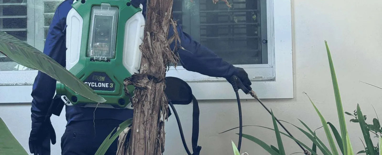 Worker wearing blue uniform spraying pesticide on plants and window with green Cyclone 3 backpack sprayer.