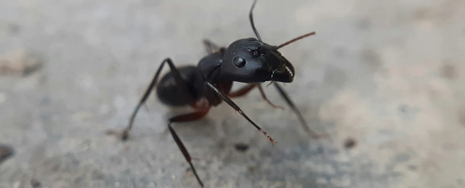 Close-up of a black ant walking on a rough concrete surface with a blurred background.