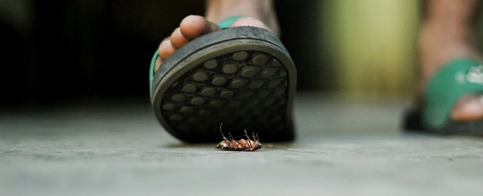 Person wearing green sandals about to step on a dead cockroach on the floor