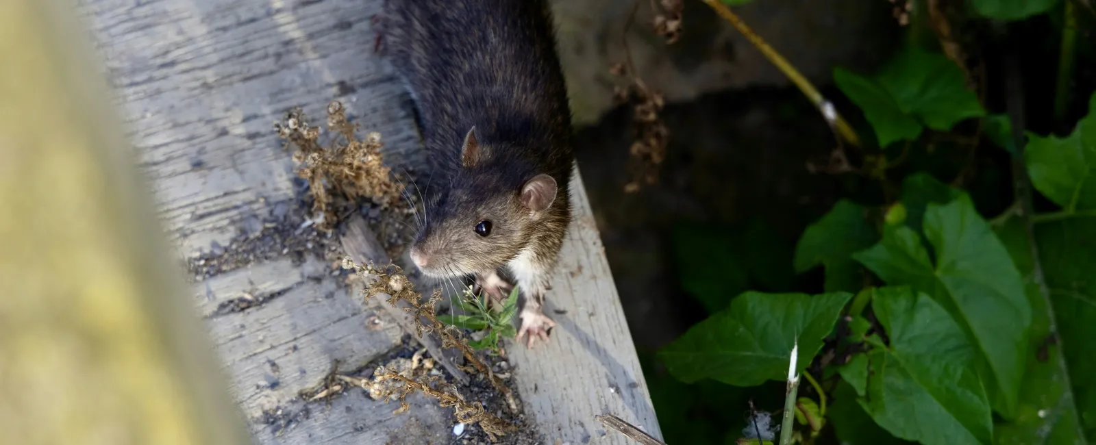 Brown rat on weathered wooden surface next to green leafy plants in outdoor natural setting.