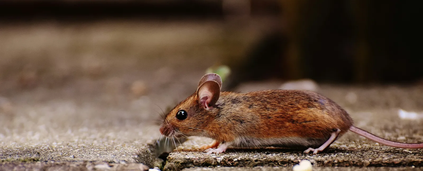Close-up of a brown mouse walking on a rough stone surface with scattered food pieces.