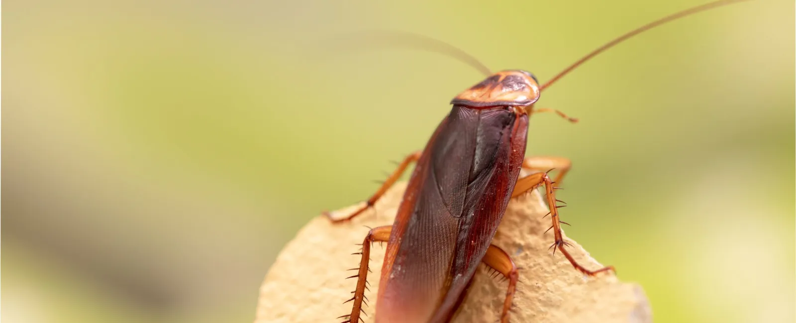 Are Palmetto Bugs Just Big Roaches? What Broward Homeowners Should Know
