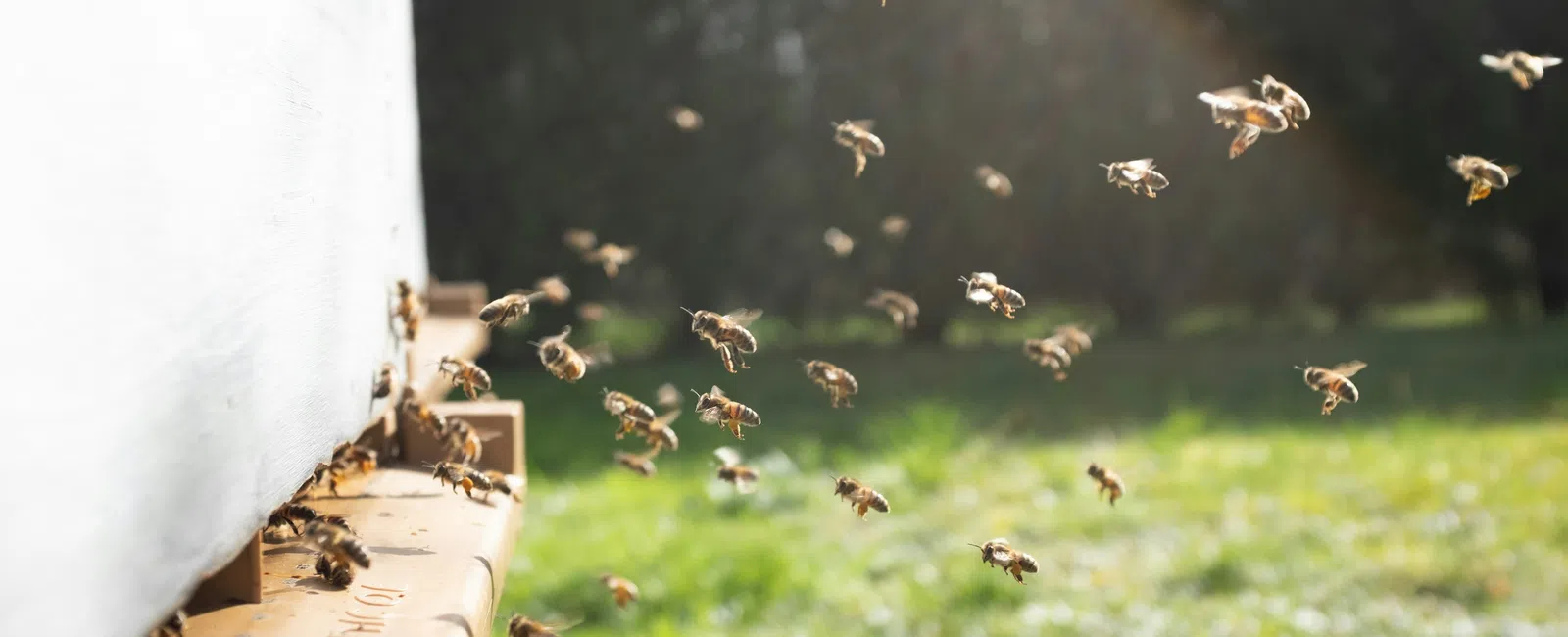 Bees flying around and entering a wooden beehive in a sunlit green garden environment.