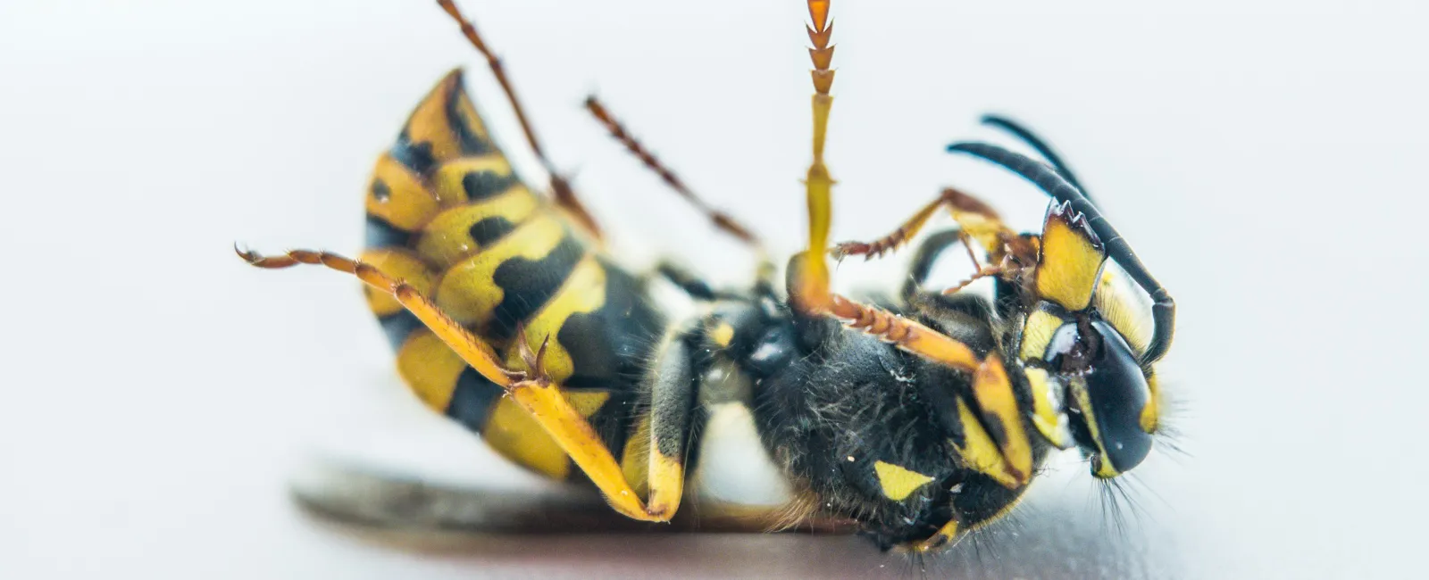 Close-up of a dead yellow and black wasp lying on its back on a white surface