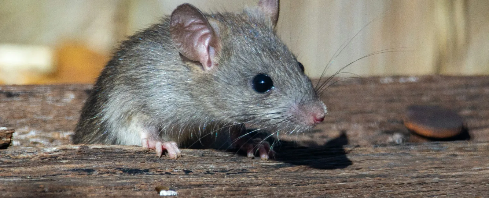 Close-up of a grey mouse with black eyes on weathered wooden surface with blurred background