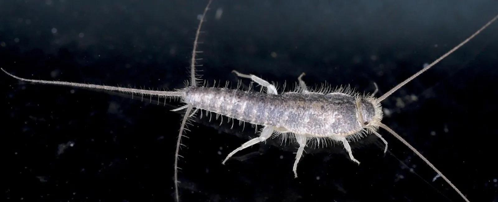 Close-up of a silverfish insect with long antennae and bristly body on a dark surface.