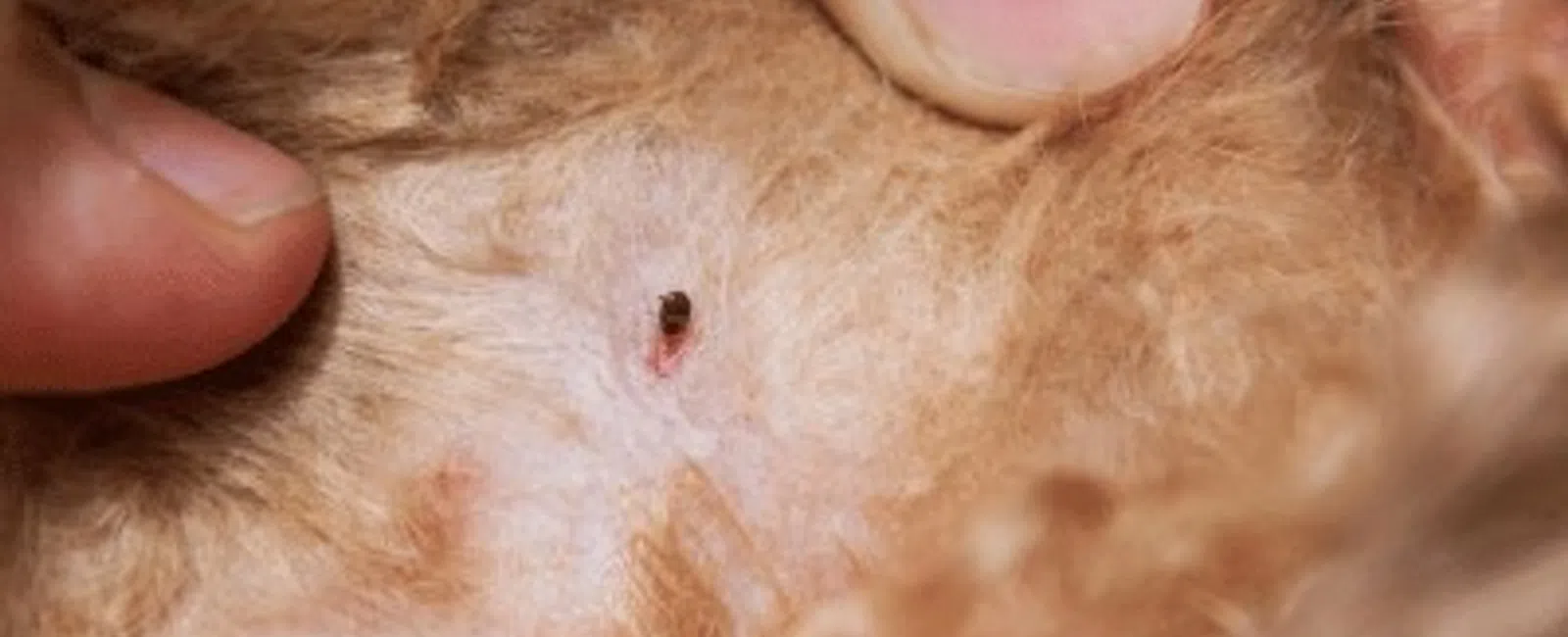 Close-up of a tick embedded in a dog's skin with surrounding reddish irritation and fur parted by human fingers
