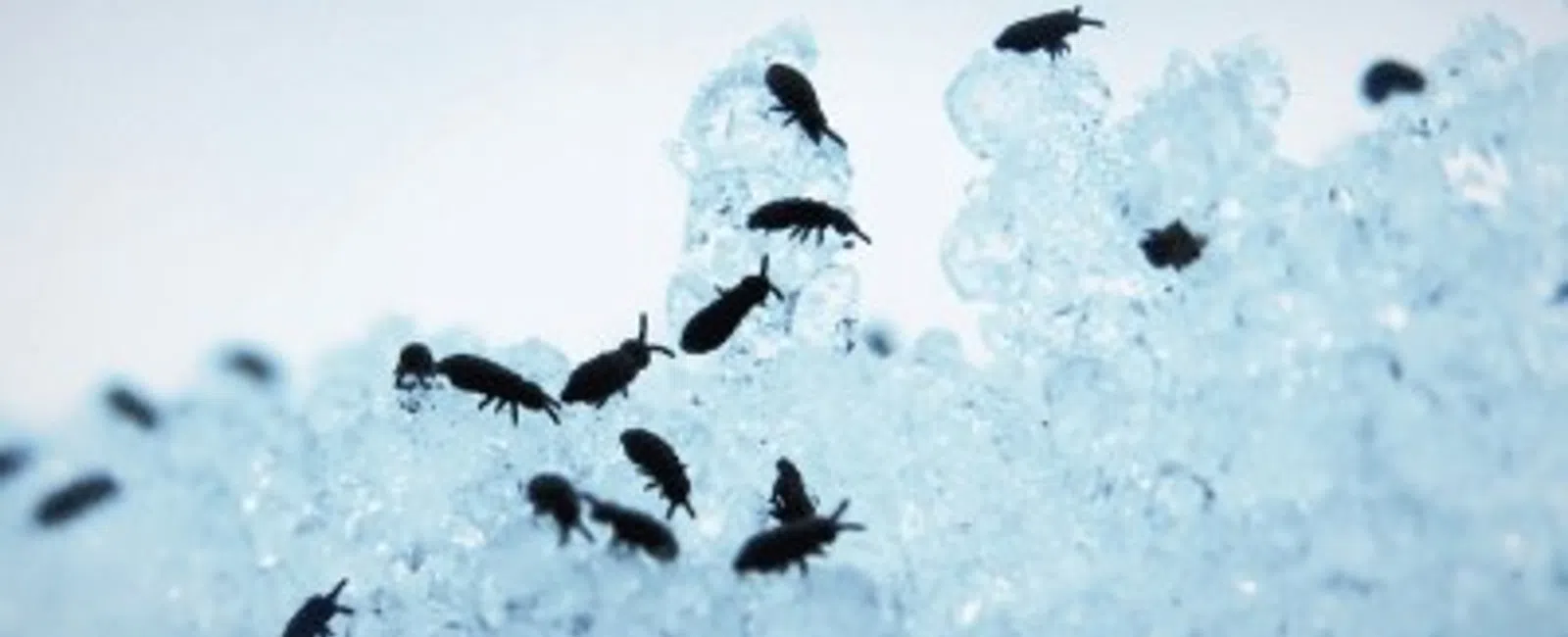 Close-up of small black insects crawling on translucent ice crystals against a pale background.