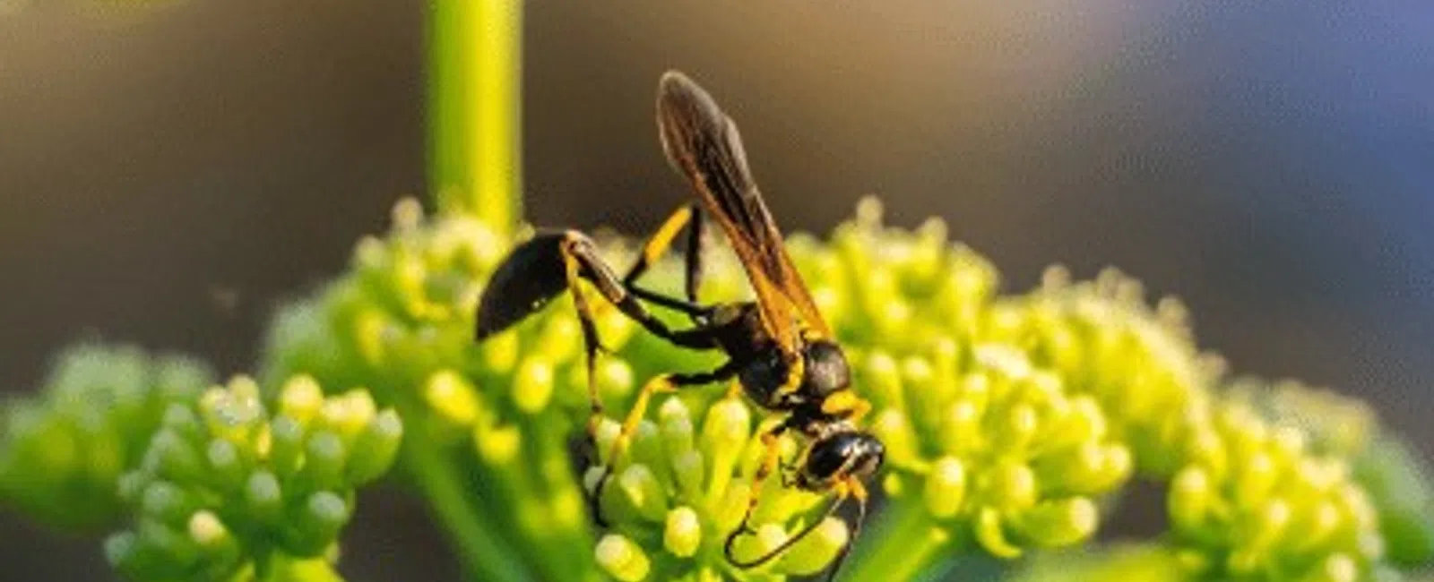 Close-up of a black and yellow wasp perched on small green flower buds in soft natural light