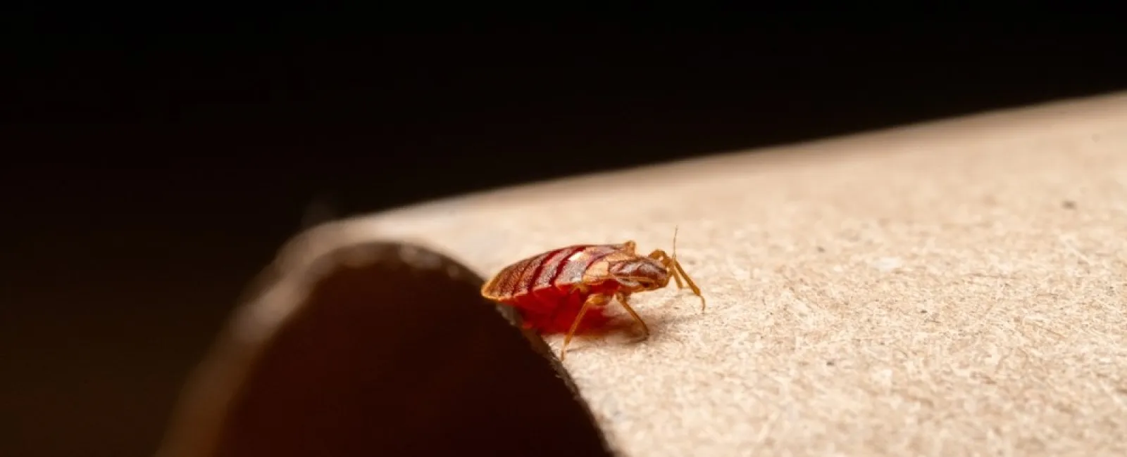 Close-up of a bed bug on the edge of a cardboard tube with a dark background.