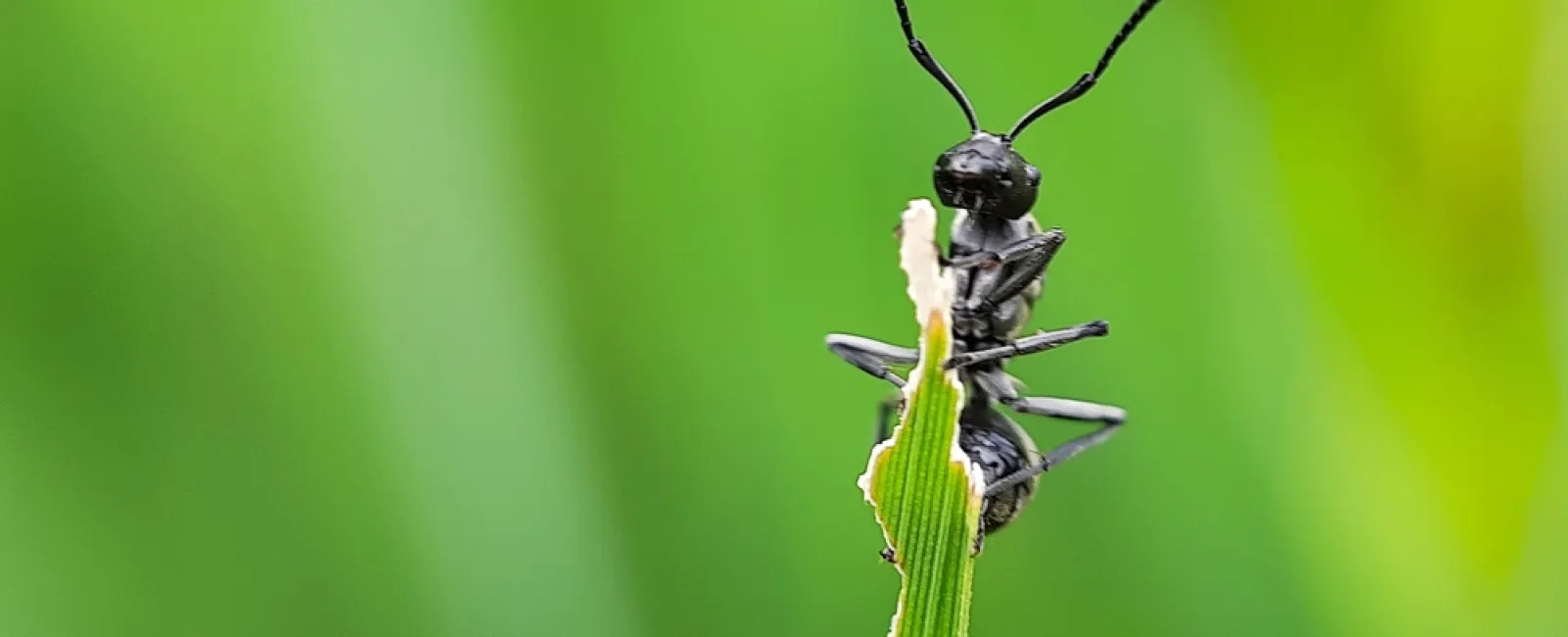 Close-up of a black ant perched on the edge of a green leaf with blurred green background.