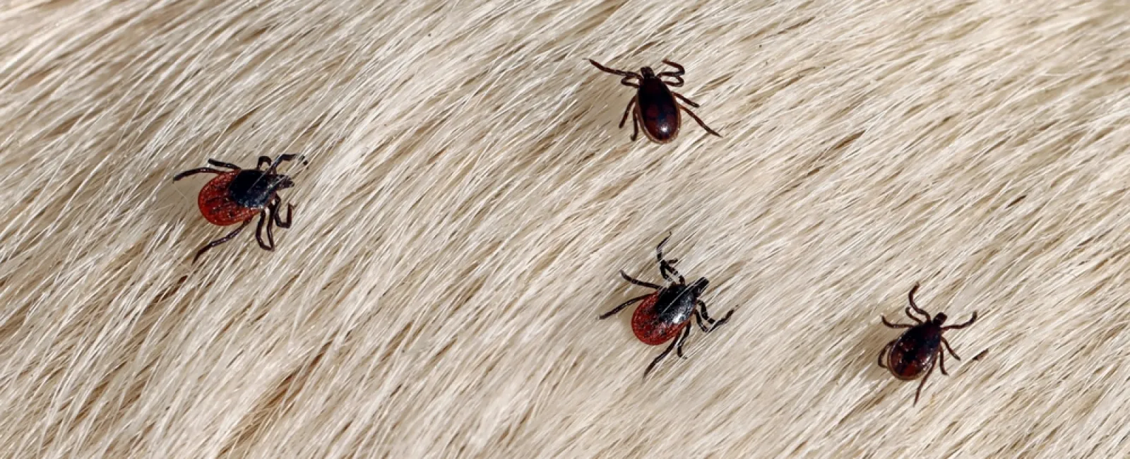Close-up of several ticks on light-colored animal fur showing their dark bodies and red abdomens.