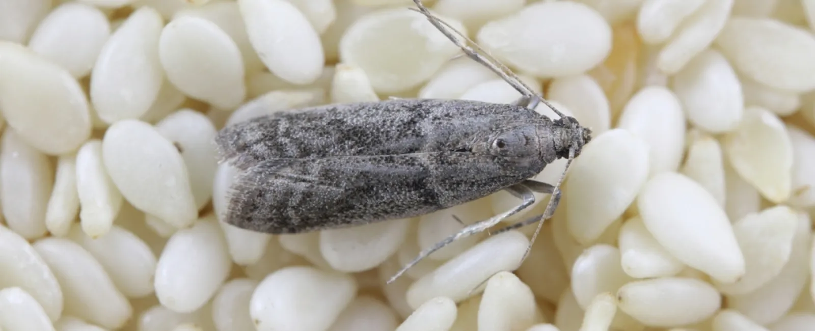Close-up of a gray pantry moth resting on white sesame seeds, showing detailed wing and body textures.