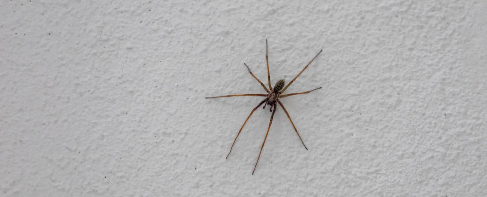 Brown spider with long legs on a textured white wall background in close-up view.
