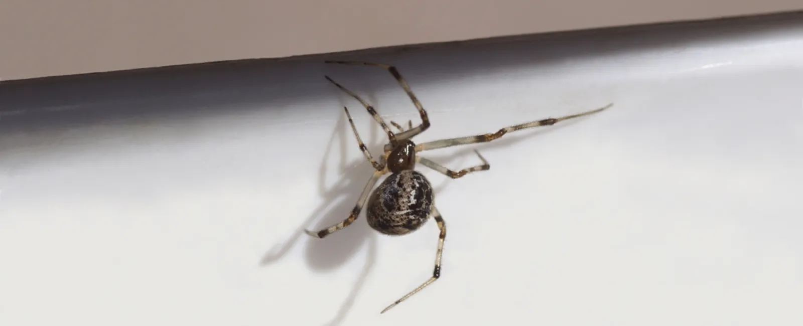 Close-up of a small spider with patterned abdomen and long thin legs on white surface edge.