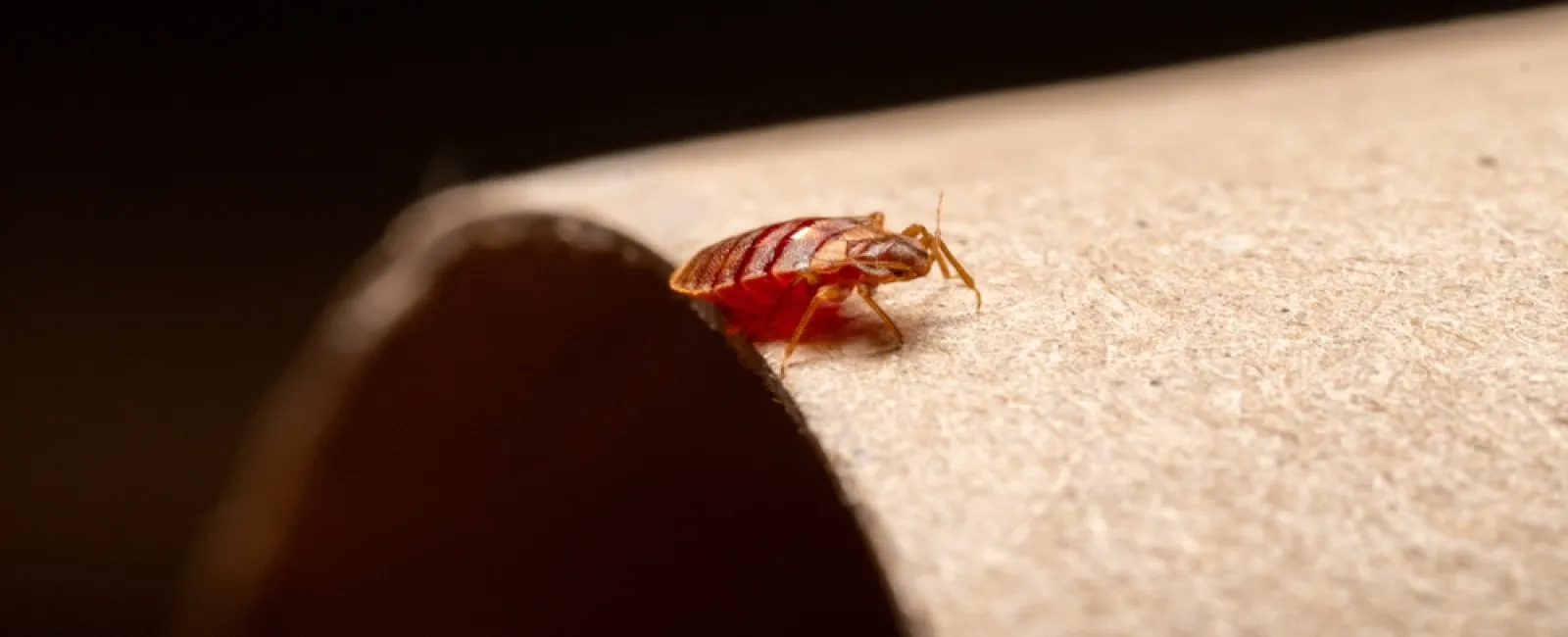 Close-up of a reddish-brown bed bug on the edge of a textured cardboard surface with dark background.
