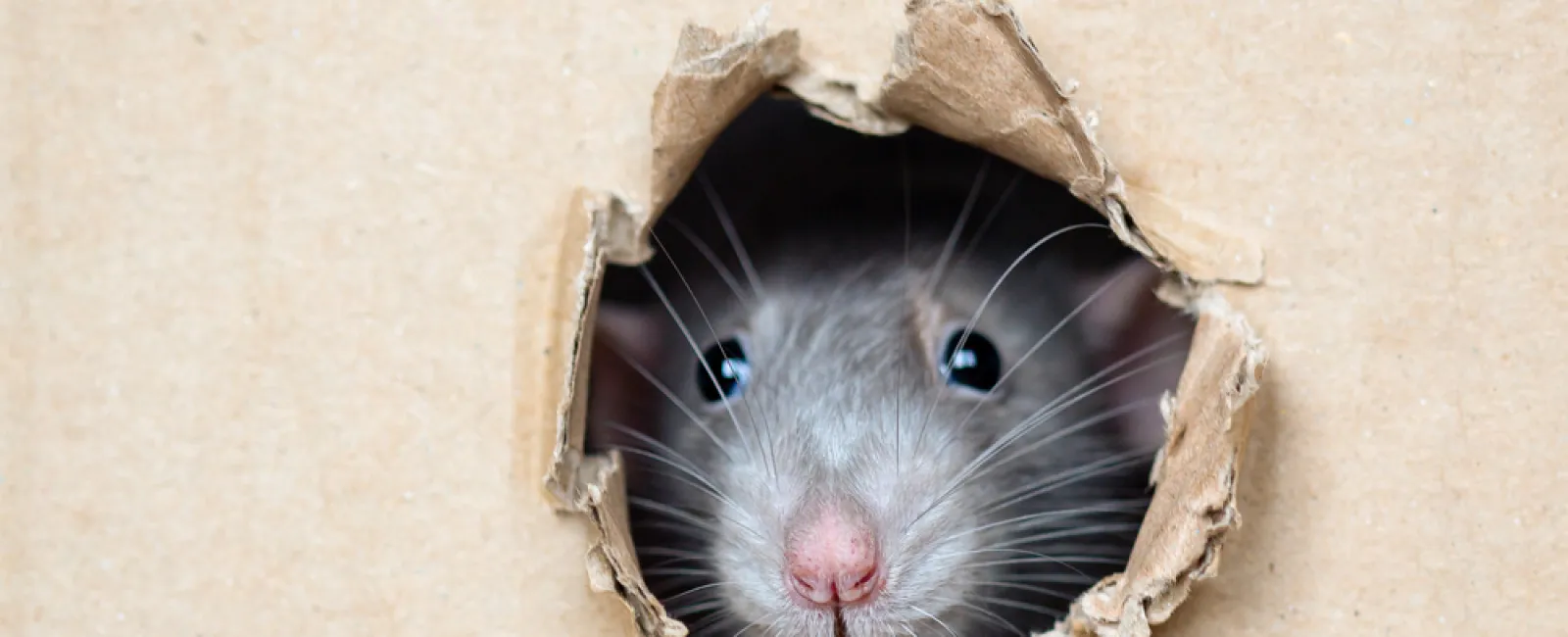 Close-up of a rat peeking through a torn hole in a cardboard box with visible whiskers and eyes