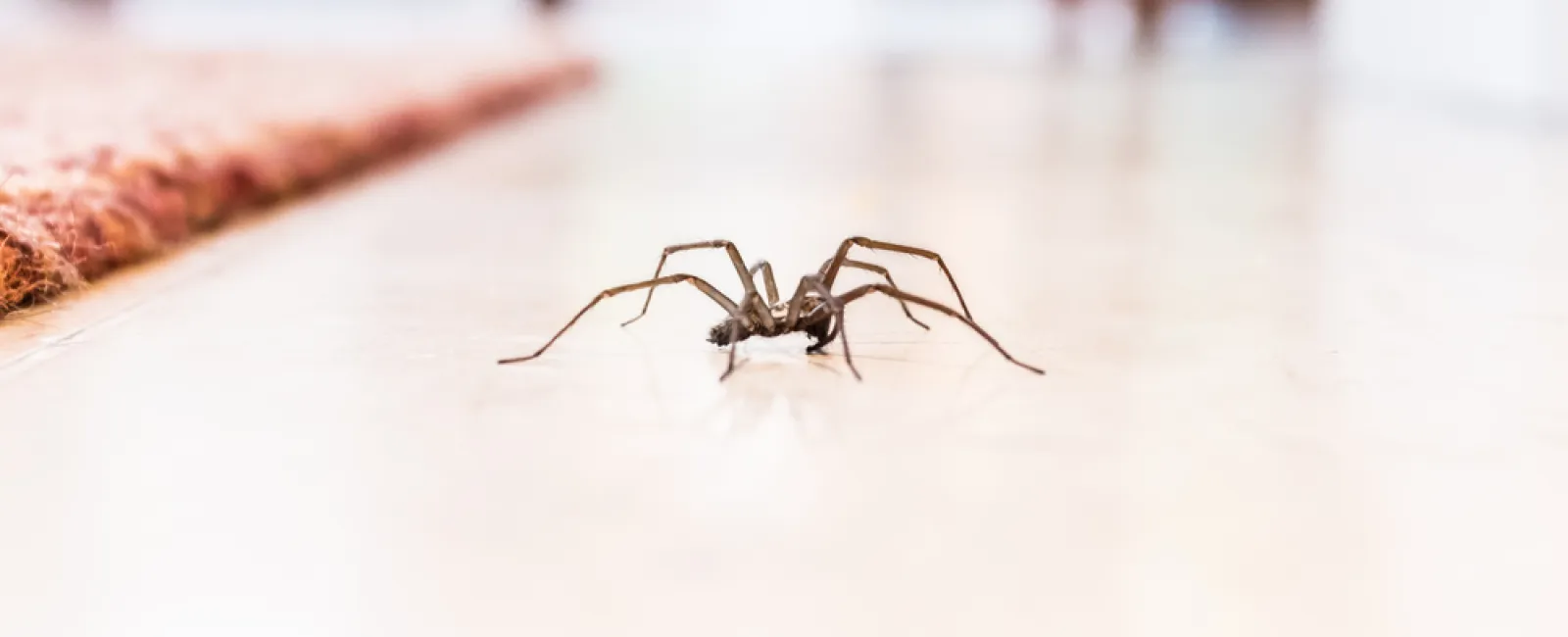 Close-up of a spider on a light-colored floor near a red carpet in a bright indoor setting