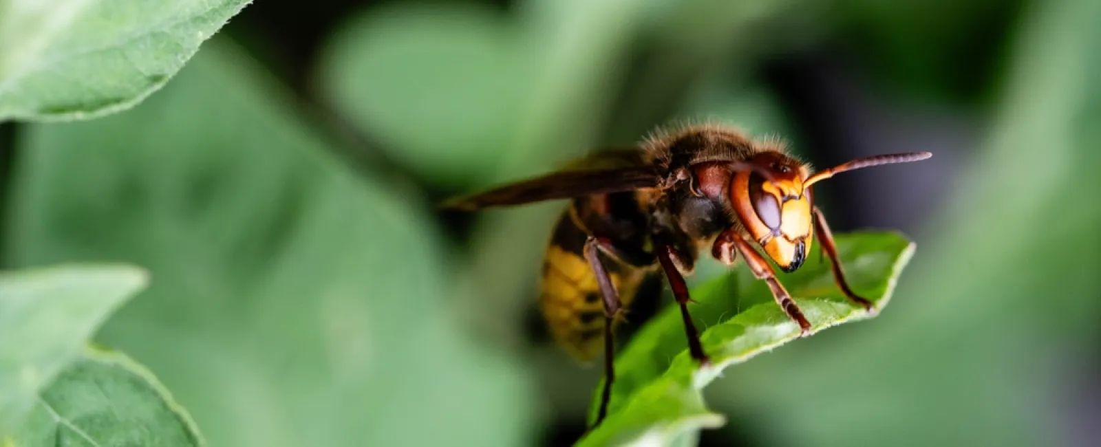 Close-up of a hornet perched on a green leaf with blurred foliage background.