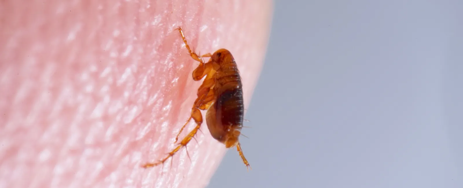 Close-up of a small brown flea on human skin showing detailed texture and fine hairs.
