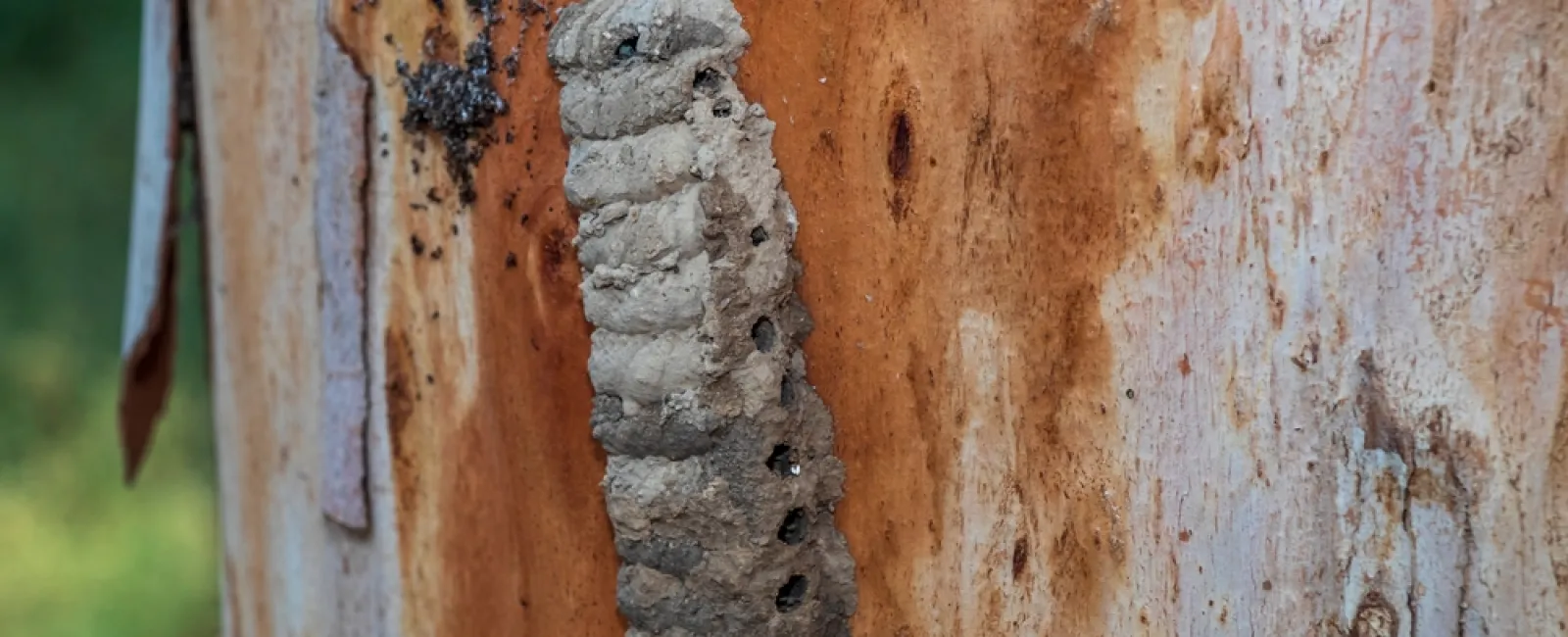 Close-up of a gray termite nest attached to a tree trunk with peeling bark in natural light
