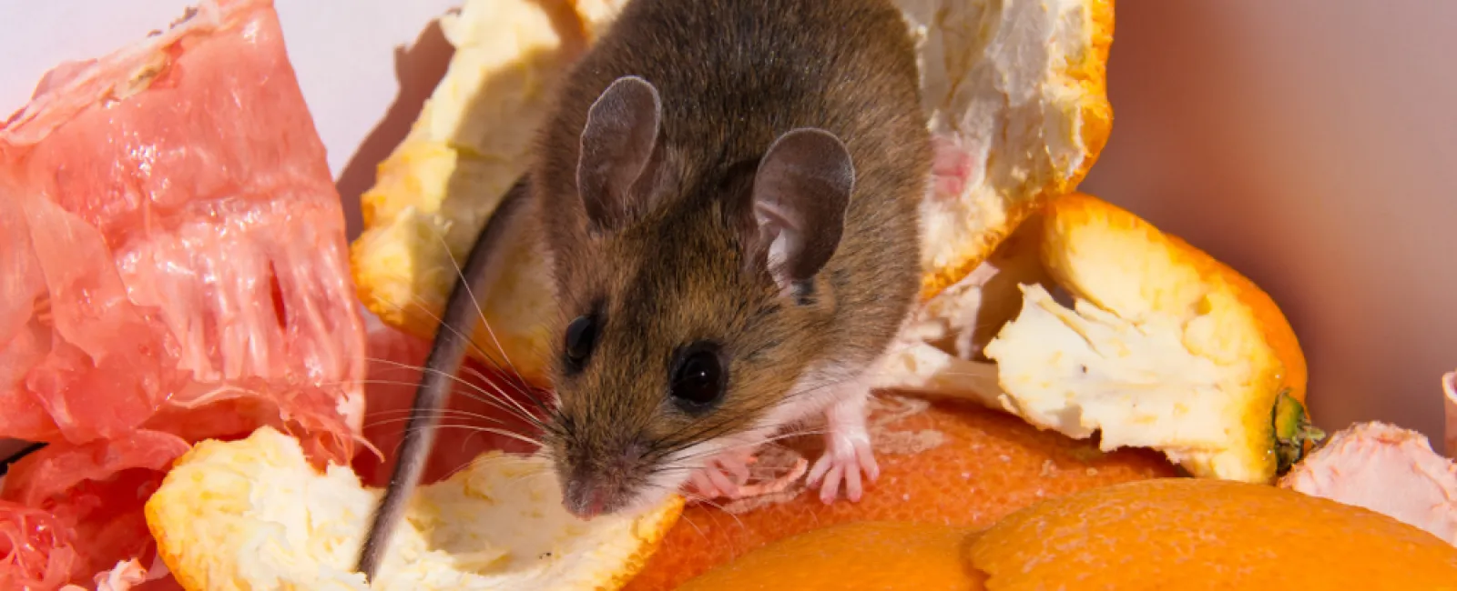 Small brown mouse exploring and feeding on peeled orange and fruit scraps in close-up view.