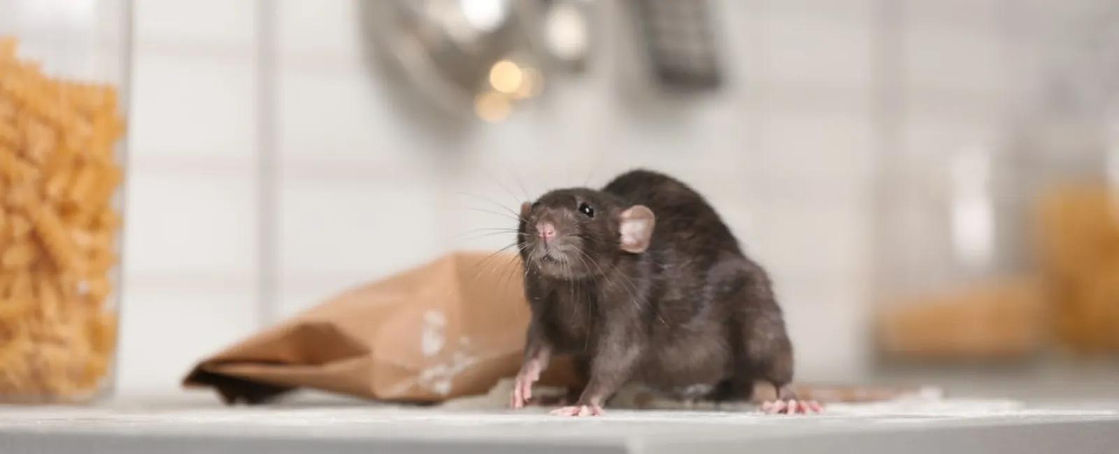 Black rat on kitchen countertop near spilled food and utensils hanging on wall in background