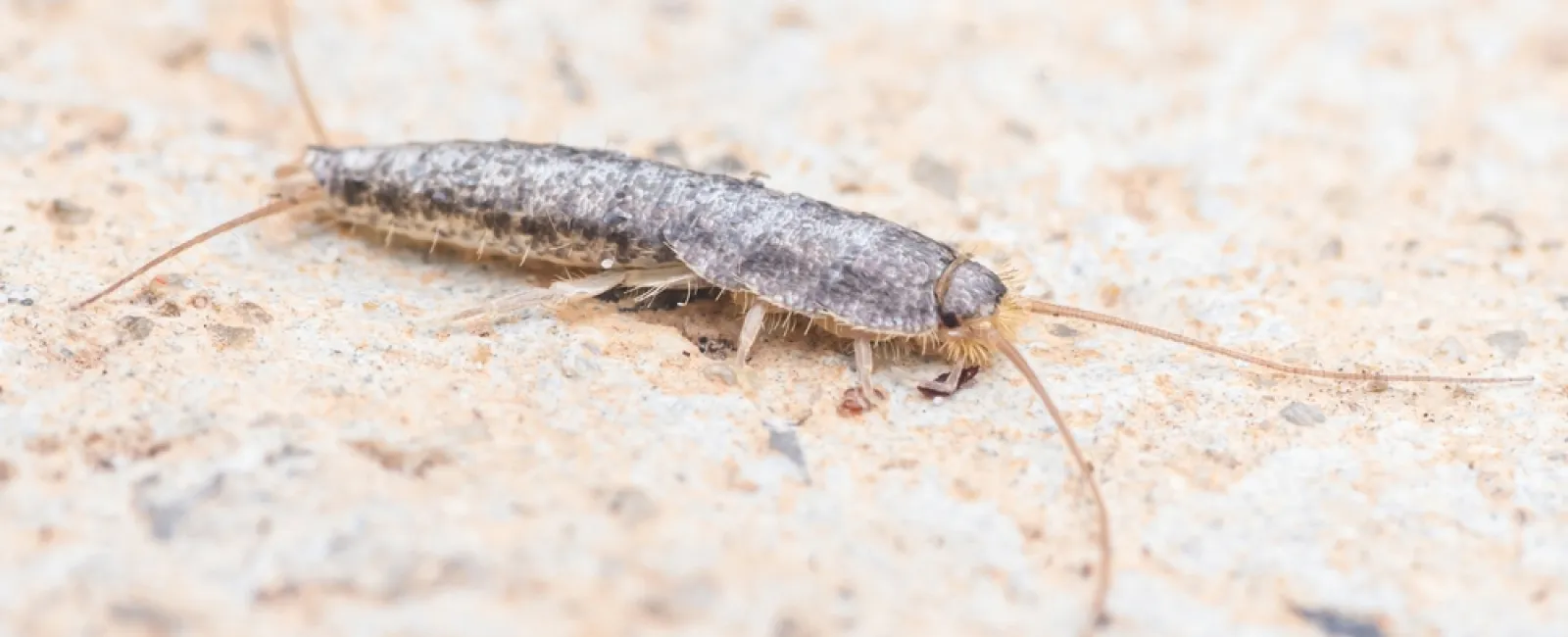 Close-up of a silverfish insect on a textured beige surface showing its long antennae and segmented body.