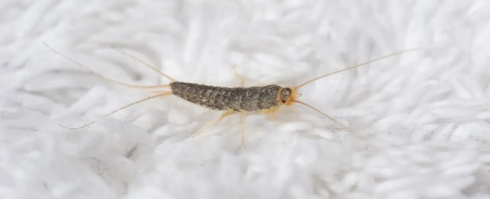 Close-up of a silverfish insect on a textured white fabric surface showing its antennae and body details.