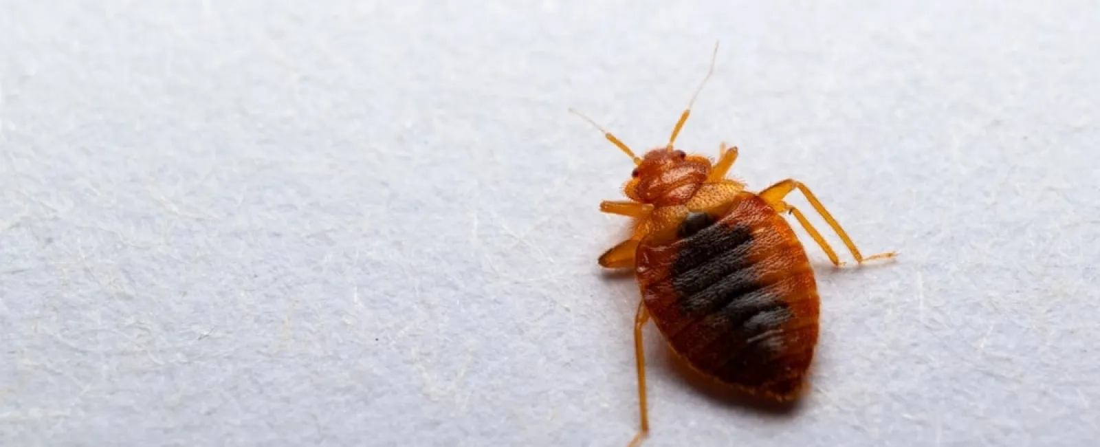 Close-up of a reddish-brown bed bug on a light surface showing segmented body and legs in detail