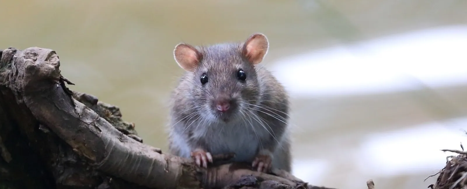 Small gray rat sitting on a tree branch surrounded by dirt and roots near water.