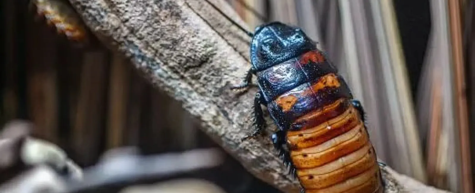 What Attracts Cockroaches? Why They’re a Year-Round Problem in Snohomish County