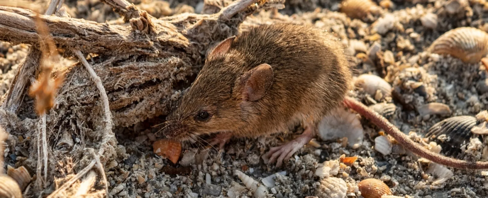 Brown mouse eating food on sandy ground covered with small shells and driftwood.