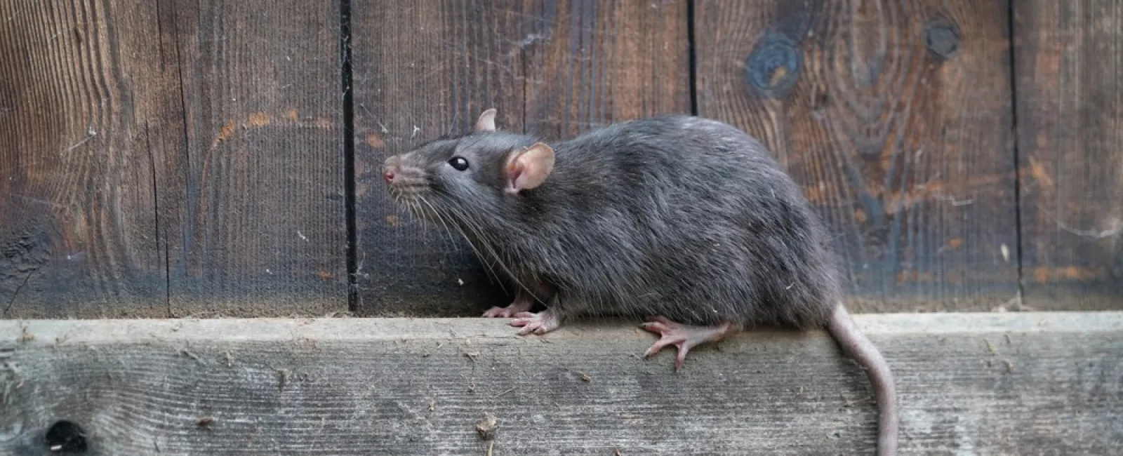 Gray rat with pink tail climbing on weathered wooden boards against a vertical wood background.